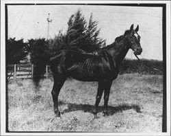 Kenilworth, Petaluma, California, 1917