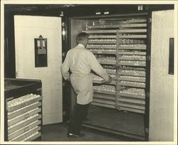 Nathan C. Thompson setting eggs in incubator at the Poehlmann Hatchery, Petaluma, California, Petaluma, California, about 1935