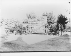 Wells Fargo wagons taking chickens to market, Petaluma, California, 1893