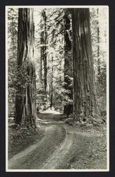 Redwood trees at Armstrong Grove