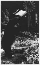 Bear greeting visitors to the Hall of Flowers at the Sonoma County Fair