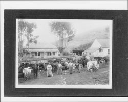 Martin Ranch, Petaluma, California, 1886