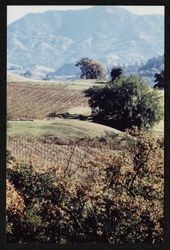 Unidentified vineyard above Alexander Valley in late fall, about 1988