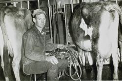 Arnold T. Dolcini, Jr., with a twin-unit milking machine and cows, Tomales, California, about 1952