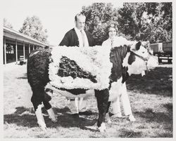 4H Champion Polled Hereford steer at the Sonoma County Fair, Santa Rosa, California
