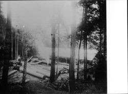 Logging at Sturgeon's Mill, Occidental, California, about 1928