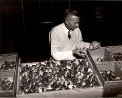 Nathan C. Thompson handling turkey chicks at the Poehlmann Hatchery, Petaluma, California, about 1950