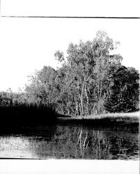 Eucalyptus trees at Annadel Farms, Santa Rosa, California, June 8, 1971