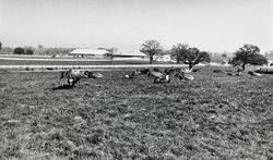 Dei Dairy Ranch located at 831 High School Road, Sebastopol, California, 1963