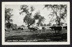 Dairy ranch, Sonoma Valley, California