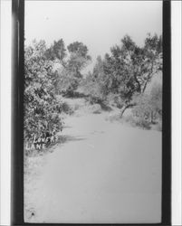 Lovers lane Pet. Cal, Petaluma, California, about 1910