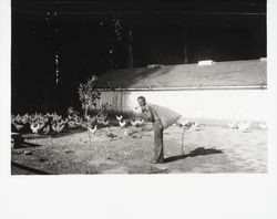 Martin Hutchinson with his flock of chickens