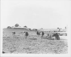 Cows grazing near Petaluma