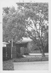 Views of the trees in the library garden area