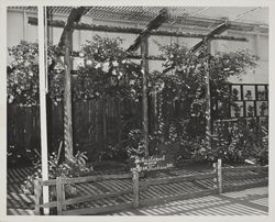 American Fuchsia Society of Sebastopol display at the Hall of Flowers at the Sonoma County Fair, Santa Rosa, California, July 19, 1964