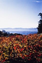 Russian Gulch grape vineyards