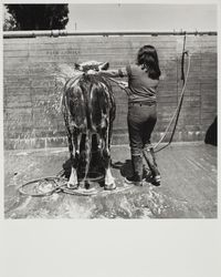 Washing a calf at the Sonoma County Fair, Santa Rosa, California