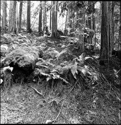 Views among the redwood trees at Annadel Farms, Santa Rosa, California, November 20, 1964