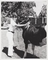 Tom T. Nunes and his Holstein Heifer at the Sonoma County Fair, Santa Rosa, California, about 1974