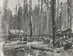 Murphy's Sawmill