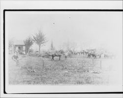 Horses on a ranch near Petaluma, California, about 1903