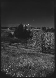 Apple orchard in bloom