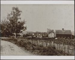 Mickelsen Chicken Ranch, Petaluma, California, about 1910