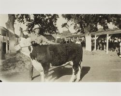 Joe King exhibits his Hereford steer at the Sonoma County Fair, Santa Rosa, California, 1948