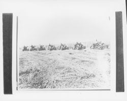 Line of tractors in hay field, Cotati, California, 1935