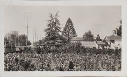 View of Burbank's greenhouse, home and Cedar of Lebanon