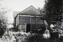 Rear view of the Pracchia House, 167 Edith Street, Petaluma, California, shortly before demolition, July 1988