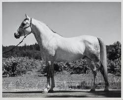 Horse portrait of "Fouad" at the Sonoma County Fair Racetrack, Santa Rosa, California