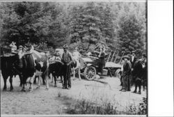 Ox team pulling a truck out of a ditch