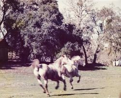 Horses in field