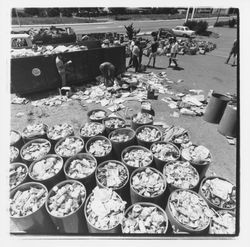 Metal can barrels at the Recycling Center, Santa Rosa, California, 1971