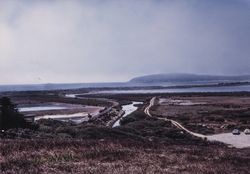 View of Bodega Head