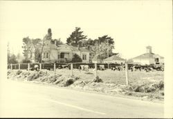 Cows grazing near Watson Ranch home north of Petaluma, California about 1955