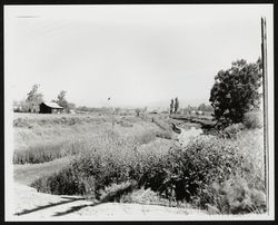 Unidentified ranch, possibly along the Petaluma River, north of Petaluma, California, 1950s or 1960s