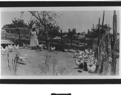 Chickens at the Schluckebier home, Petaluma, California, about 1925