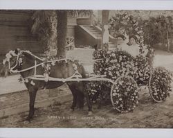 Lovenia Snee in the 1911 Rose Parade, Santa Rosa, California, 1911