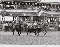 Rodeo contestant wrestles a steer at the Fourth District Fair Rodeo, Petaluma, California, 1956