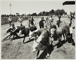 Calf Roping Scramble on Farmers' Day at the Sonoma County Fair, Santa Rosa, California, about 1983