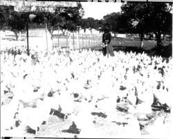 Flock of poultry, Petaluma, Cal