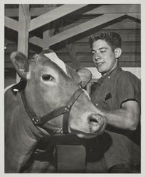 Donny Silacci and his champion Guernsey at the Sonoma County Fair, Santa Rosa, California, July 18, 1964