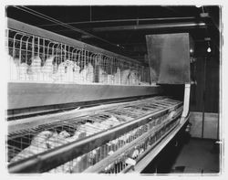 Chickens in cages at Redwood Ranch, Windsor, California, 1964