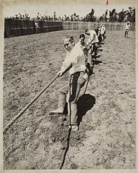 Tug of war on Farmer's Day at the Sonoma County Fair, Santa Rosa, California