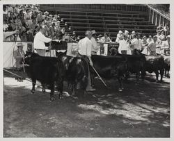 Black Angus judging at the Sonoma County Fair, Santa Rosa, California, 1948