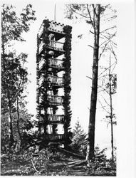 Living tower made from four growing redwood trees, Camp Meeker, California