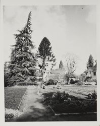 Burbank Gardens--looking toward greenhouse and Burbank home