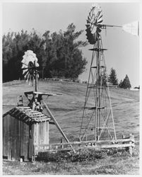 Two windmills in a pasture near a grove of eucalyptus trees in southwestern Sonoma County, 1950s or 1960s